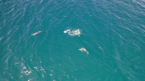los delfines de nariz de botella asustados nadando en el mar azul en un día soleado en qld, australia