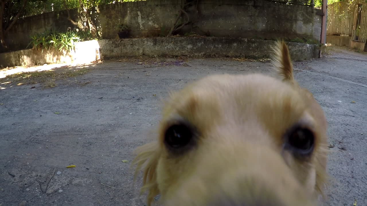 카메라를 가지고 놀고 있는 중간 크기의 빵 개 코코니 그리스의 클로즈업 샷
