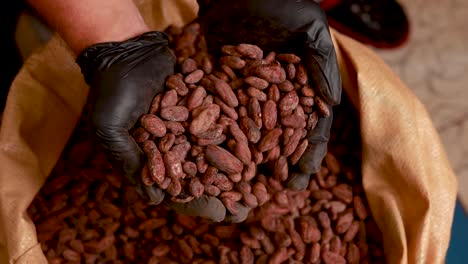 un puñado de granos de cacao en guantes negros