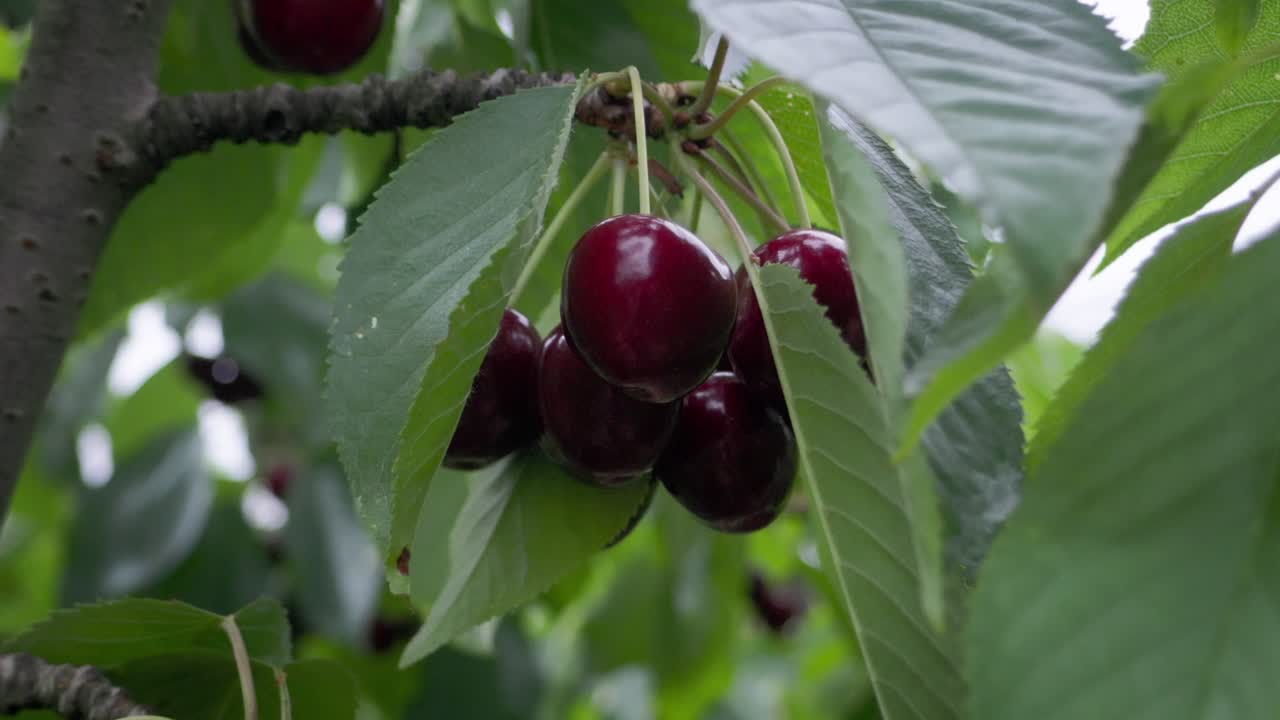 Close-up gugusan padat ceri matang yang menggantung dari cabang pohon, menyoroti kesegaran, kelimpahan, dan hasil pertanian