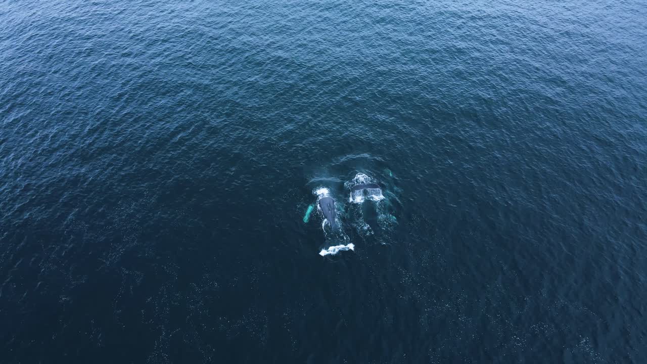 칼즈배드에서 롱비치로 이동하는 세 마리의 혹등고래의 근접 촬영 보기