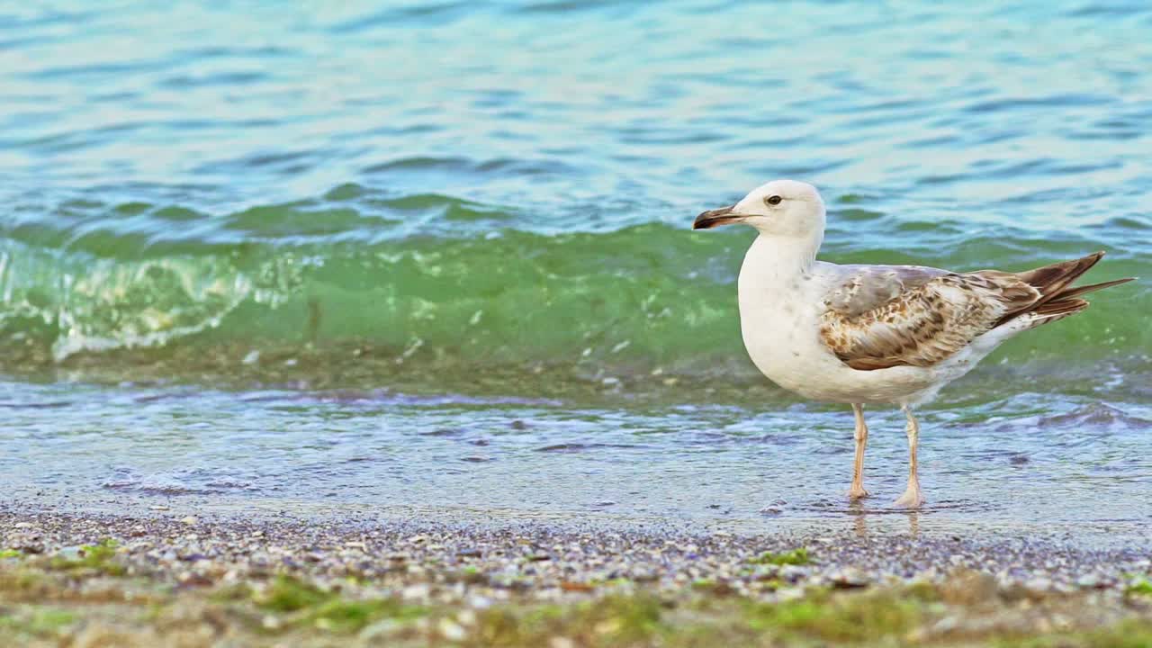An adult seagull with an open beak drives away other bird and after calmly walks on the sand by the sea on the background of waves with algae.