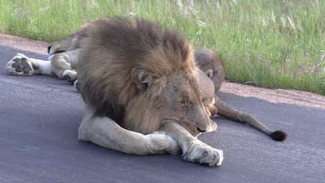 Cerca-De-Leones-Pacíficos-Durmiendo-En-La-Carretera-En-El-Parque-De-Caza-Africano