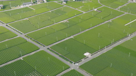 vista panorámica de exuberantes granjas de té en kawane, prefectura de shizuoka, japón - toma aérea de drones
