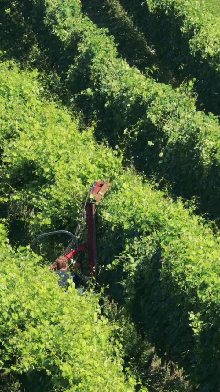A mechanical harvester moves through dense green grapevine rows in a vertical agricultural landscape