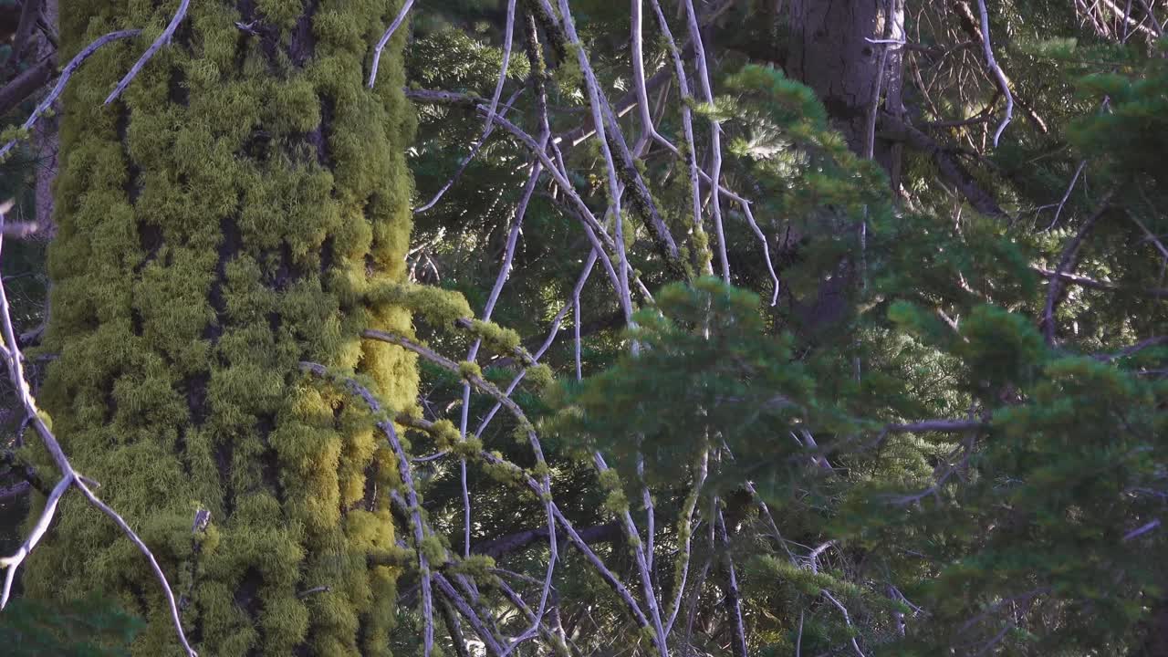 Slow zoom out revealing a moss-covered tree surrounded by dense alpine forest in a quiet mountain setting