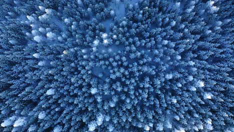 Forward-moving-top-down-aerial-over-frozen-winter-forest