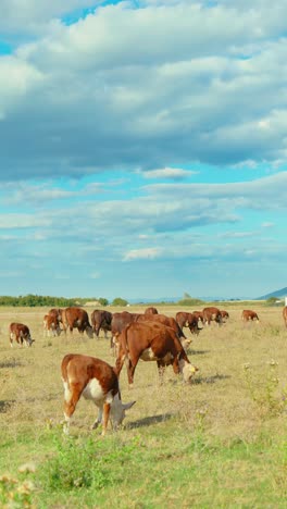 a peaceful rural scene with cows grazing in a green meadow under a blue sky