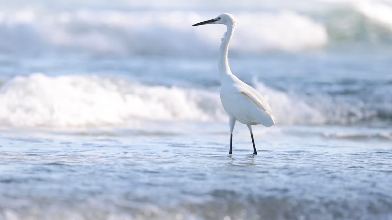 gran garza caminando por las olas del océano