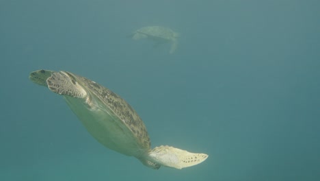 couple sea turtles diving in deep blue ocean during sunlight,close up tracking shot