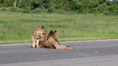 Un-Par-De-Leones-Caminando-Y-Descansando-En-La-Carretera-En-Un-Día-Soleado-En-La-Reserva-Privada-De-Sabi-Sands,-Sudáfrica