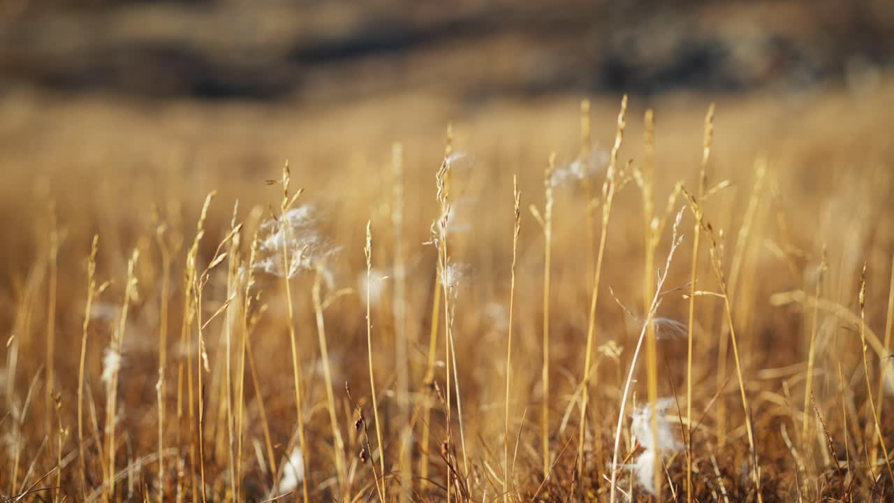 Small arctic plants blowing in a cold breeze