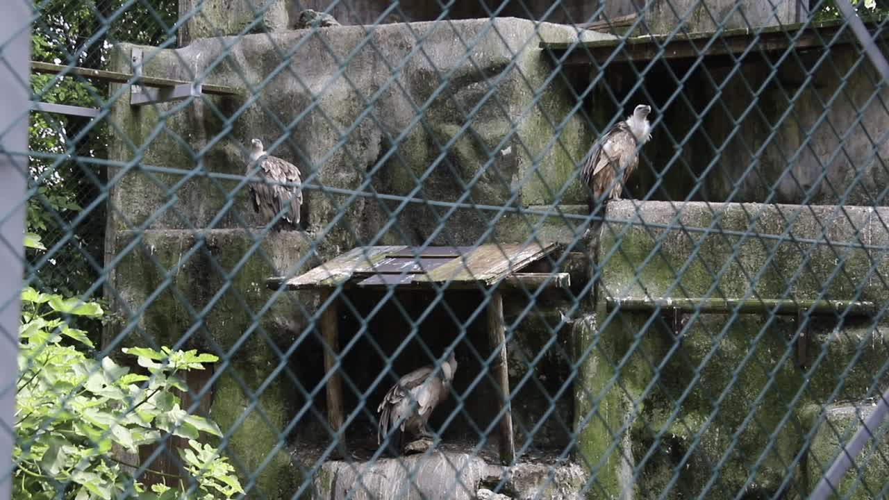 포로로 잡힌 포식자 새