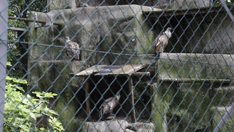 aves de rapina en cautiverio