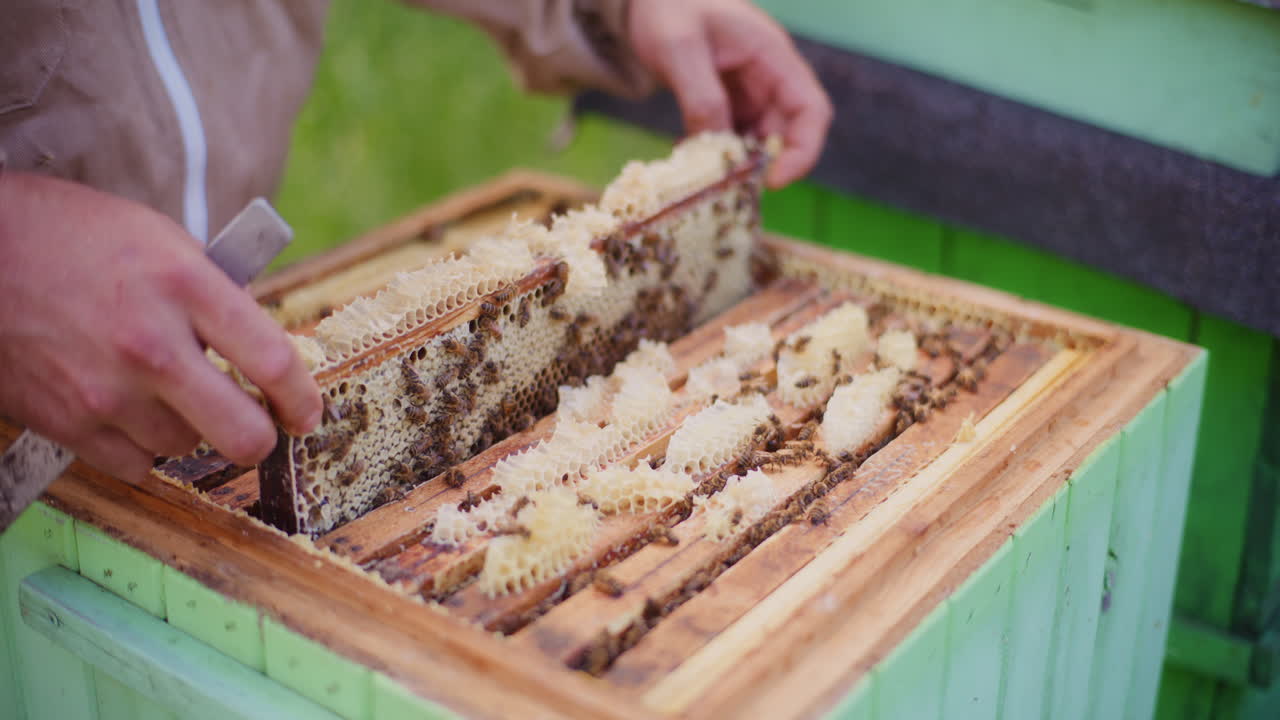 The beekeeper takes out a frame full of honey from the hive.