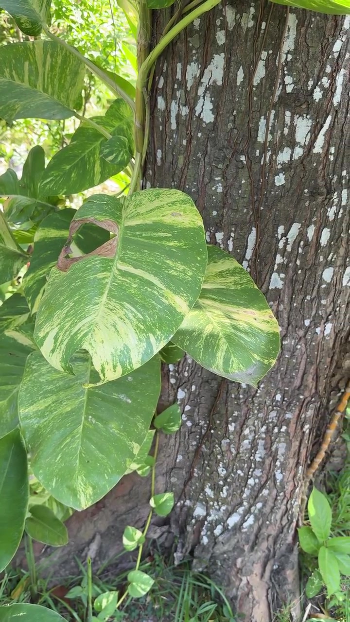 Enredadera de Pothos abigarrada trepando por el tronco de un árbol