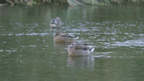 Footage-of-ducks-swimming-and-feeding-in-the-water-in-a-park-on-a-bright,-clear-day