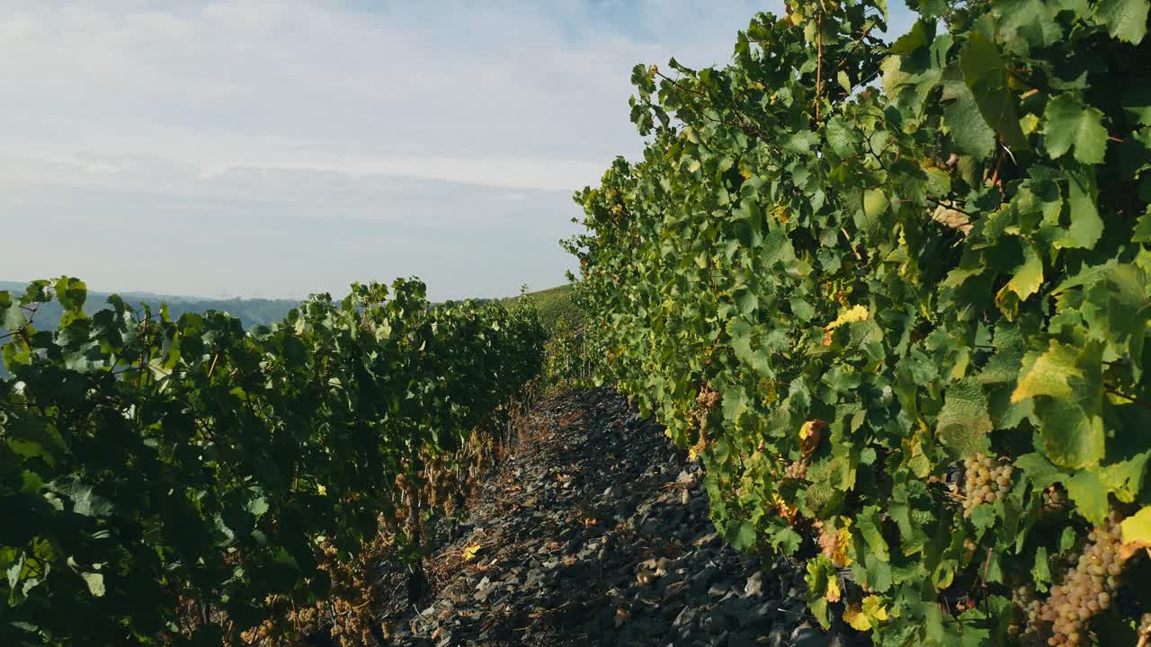 Rows of grapevines after sunrise in fall | Premium Stock Video Footage