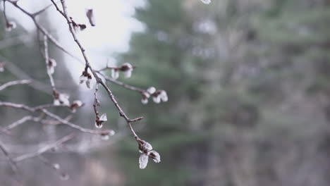 Close-up-footage-of-buds-on-tree-branch-swaying-in-the-breeze