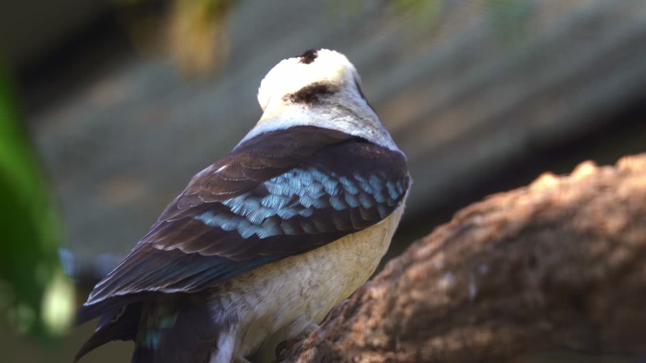 un kookaburra riendo, dacelo novaeguineae saltando alrededor en la rama del árbol con una pequeña presa de ratón en su boca con su largo y robusto pico, observando el entorno, tiro de cerca