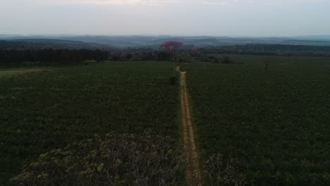 Pink-lapacho-tree-and-Yerba-mate-plantation