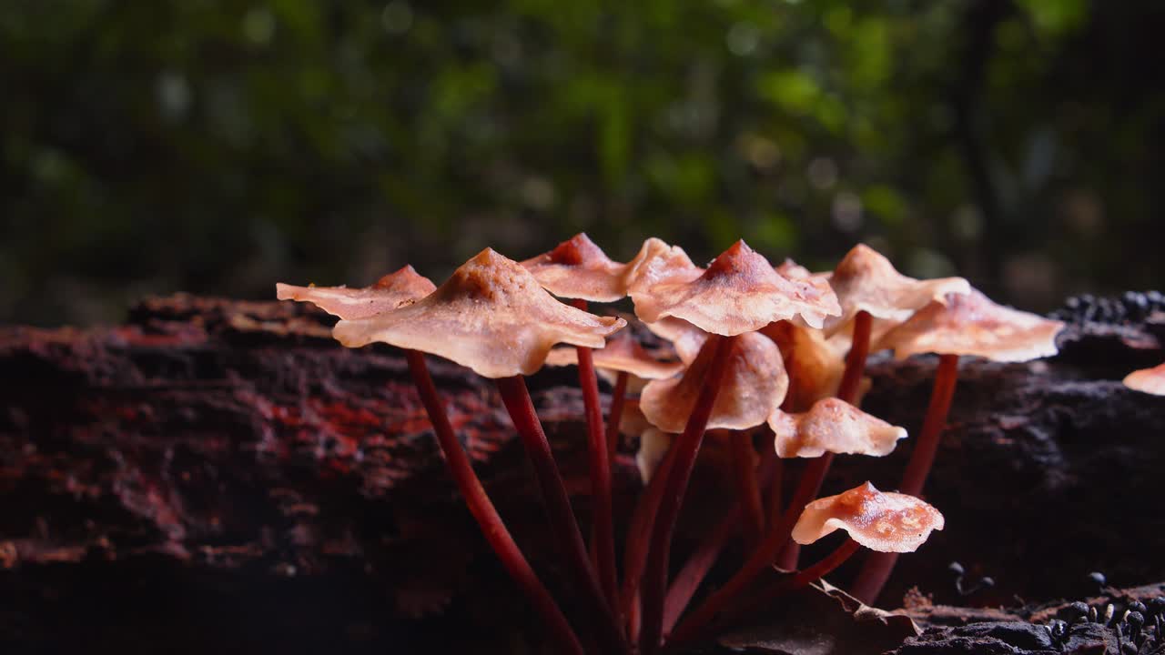 Fragile magic mushroom clump flourish on rainforest wood, feeding on decay in the Peruvian Amazon.