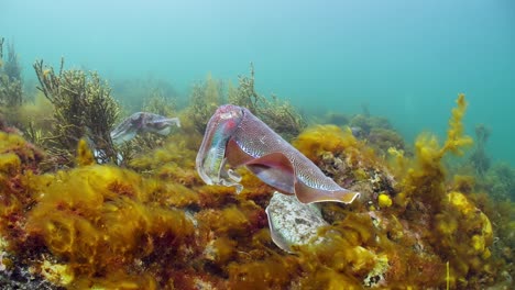 Riesige-Australische-Tintenfische-Sepia-Apama-Migration-Whyalla-Südaustralien-4k-Zeitlupe,-Paarung,-Eier-Legen,-Kämpfen,-Aggregation,-Unter-Wasser