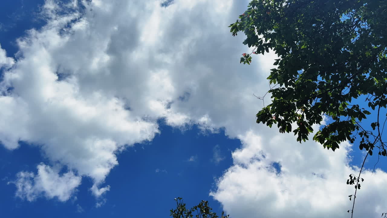 Wind gently sways tree branches under a vivid blue sky in Sa Pa, Vietnam. Calm, slow-motion nature evoking freedom, clarity, and a fresh natural atmosphere.