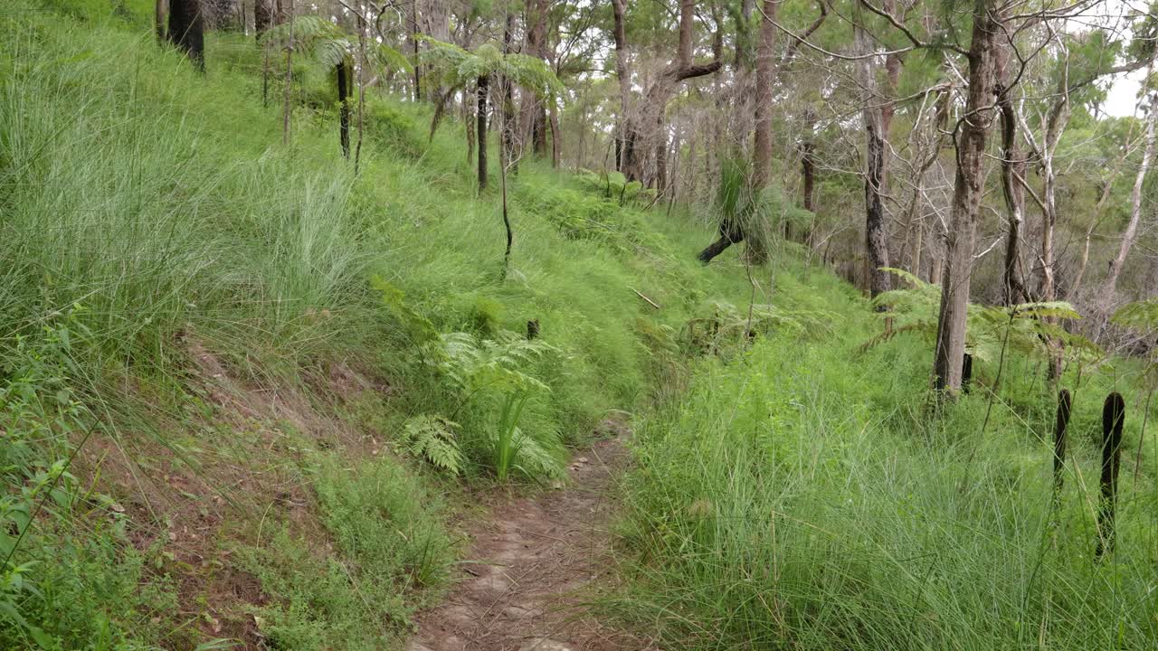Handheld Footage along the Dave's Creek Circuit walk in Lamington National Park, Gold Coast Hinterland, Australia
