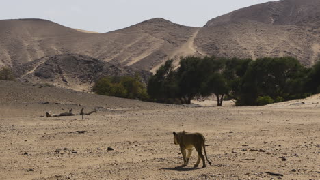 a lioness wanders through the dry hoanib valley in namibia. wide shot with mountains in the background and some trees.