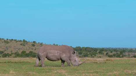 Ein-Riesiges-Weißes-Nashorn,-Das-Sich-In-Der-Afrikanischen-Savanne-Von-Gras-Ernährt