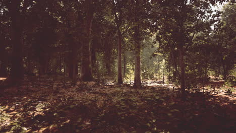 sun beams through thick trees branches in dense green forest