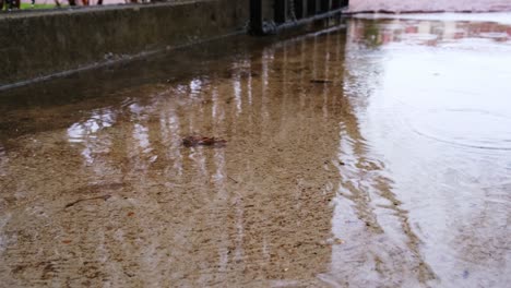 light shower rain droplets creating circular waves on water puddle