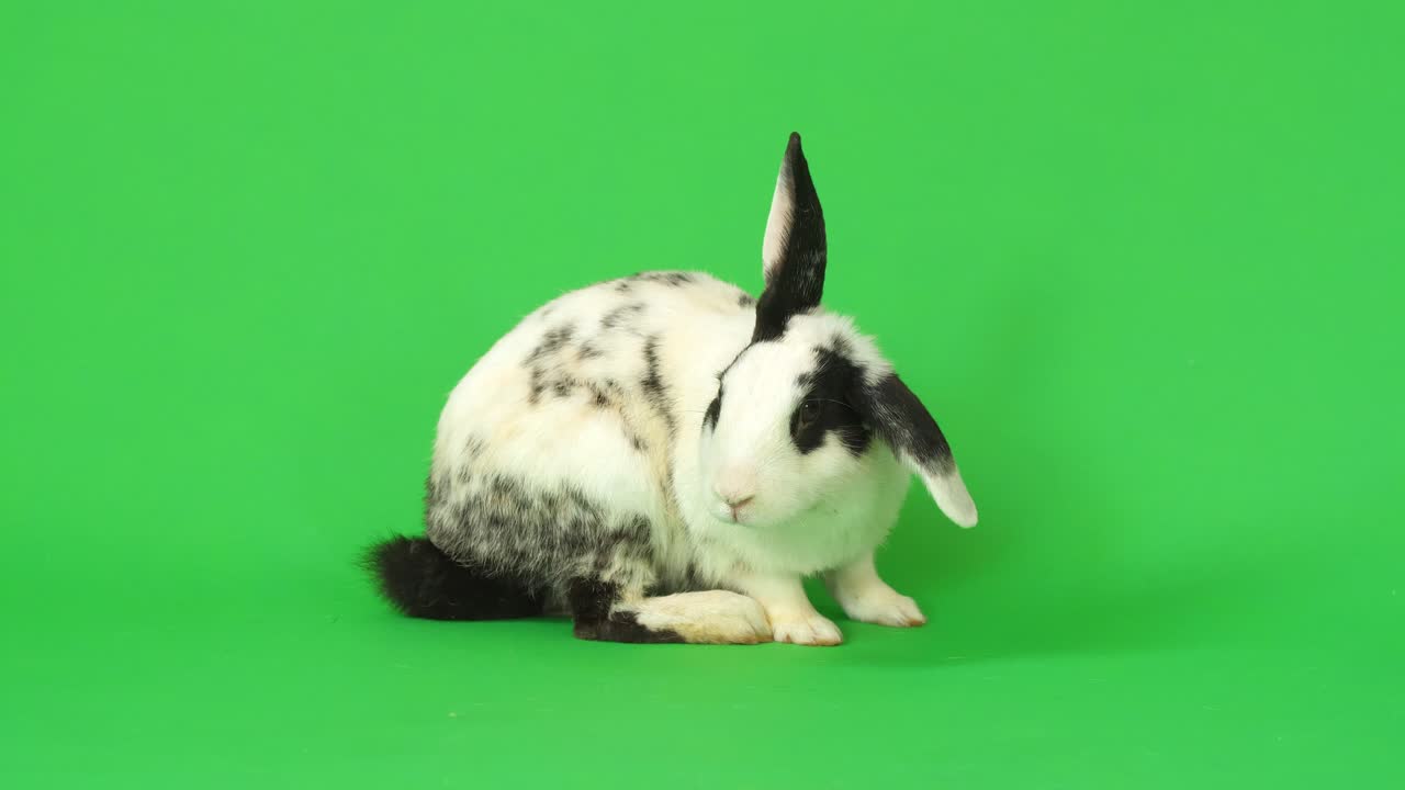 Black and White Spotted Rabbit on Green Background