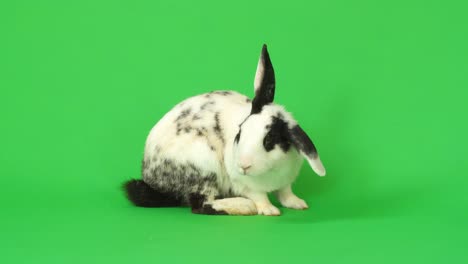 black and white spotted rabbit on green background