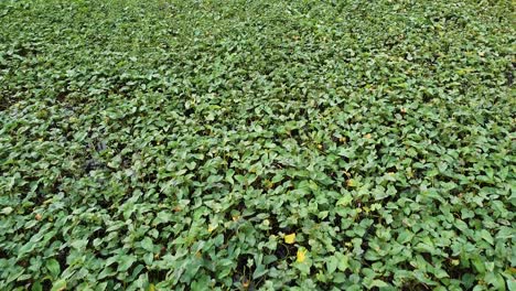 drone-shot,-water-hyacinth-plant-on-the-lake-surface