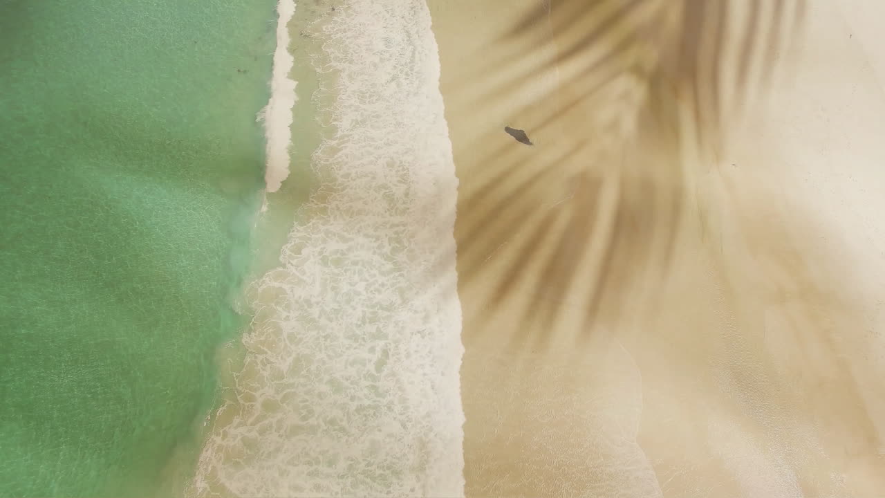 animación de la hoja de la palmera sobre la playa y el mar