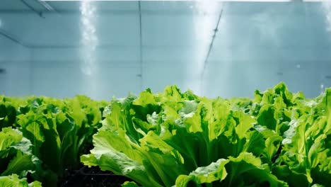 hydroponic lettuce irrigation in a greenhouse
