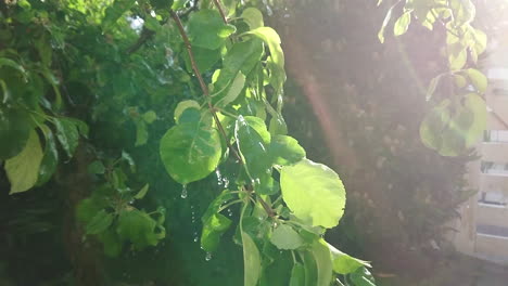 gotas de lluvia de árboles verdes durante el verano