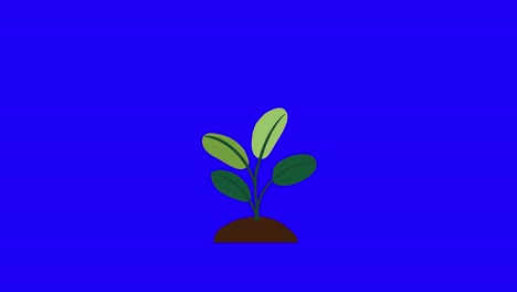 plant with 4 leaves grows and germinates on dirt mound on blue background