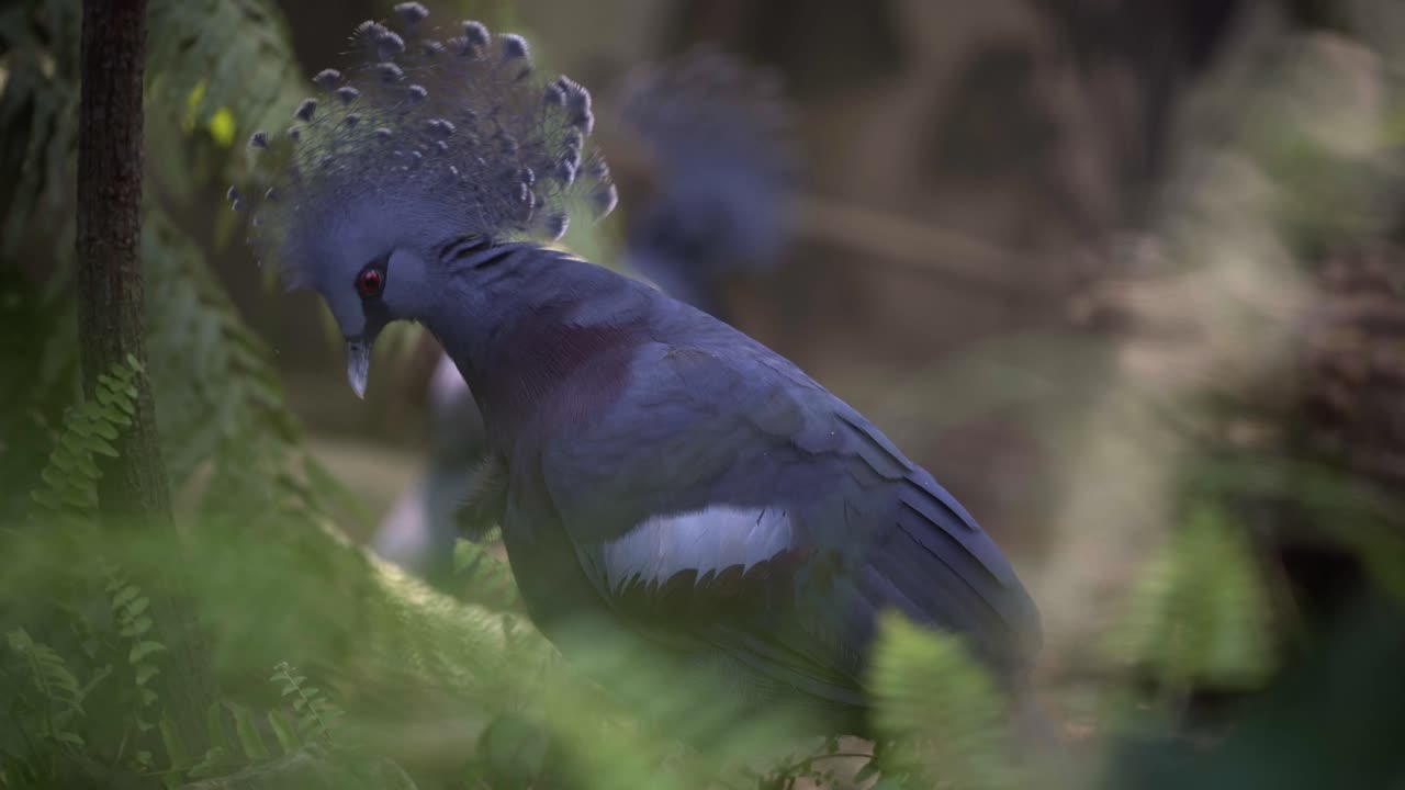 The Beautiful Western Crowned Pigeon