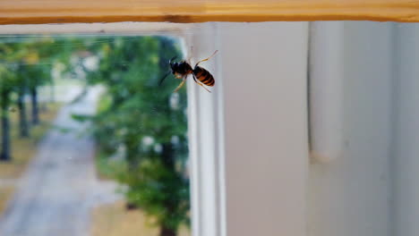 yellowjacket on window shot in slowmotion