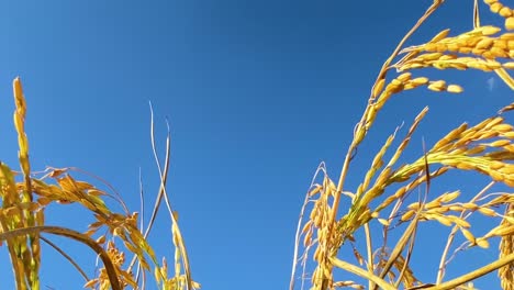 golden ripe paddy grain crops with clear blue sky