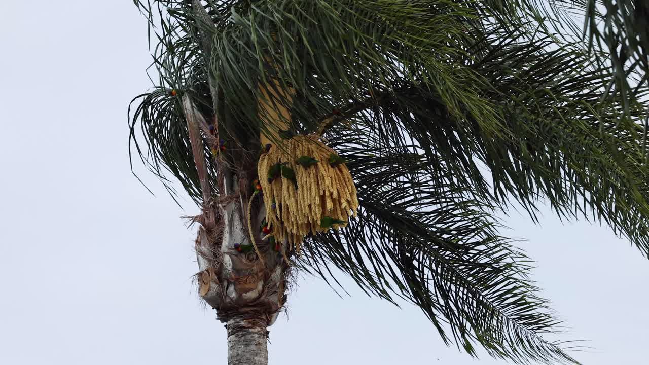 다채로운 새 가 종려나무 꽃 의  을 마시고 있다