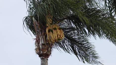 un pájaro de colores bebiendo néctar de las flores de la palma