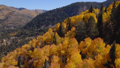 an aerial shot along the treetops of yellow aspens that reveals a valley surrounded by snowcapped mountains