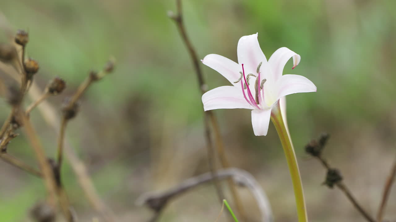 primer plano fijo de un zephyrlily rosa moviéndose con el viento de la reserva de caza del kalahari central en botswana, áfrica meridional