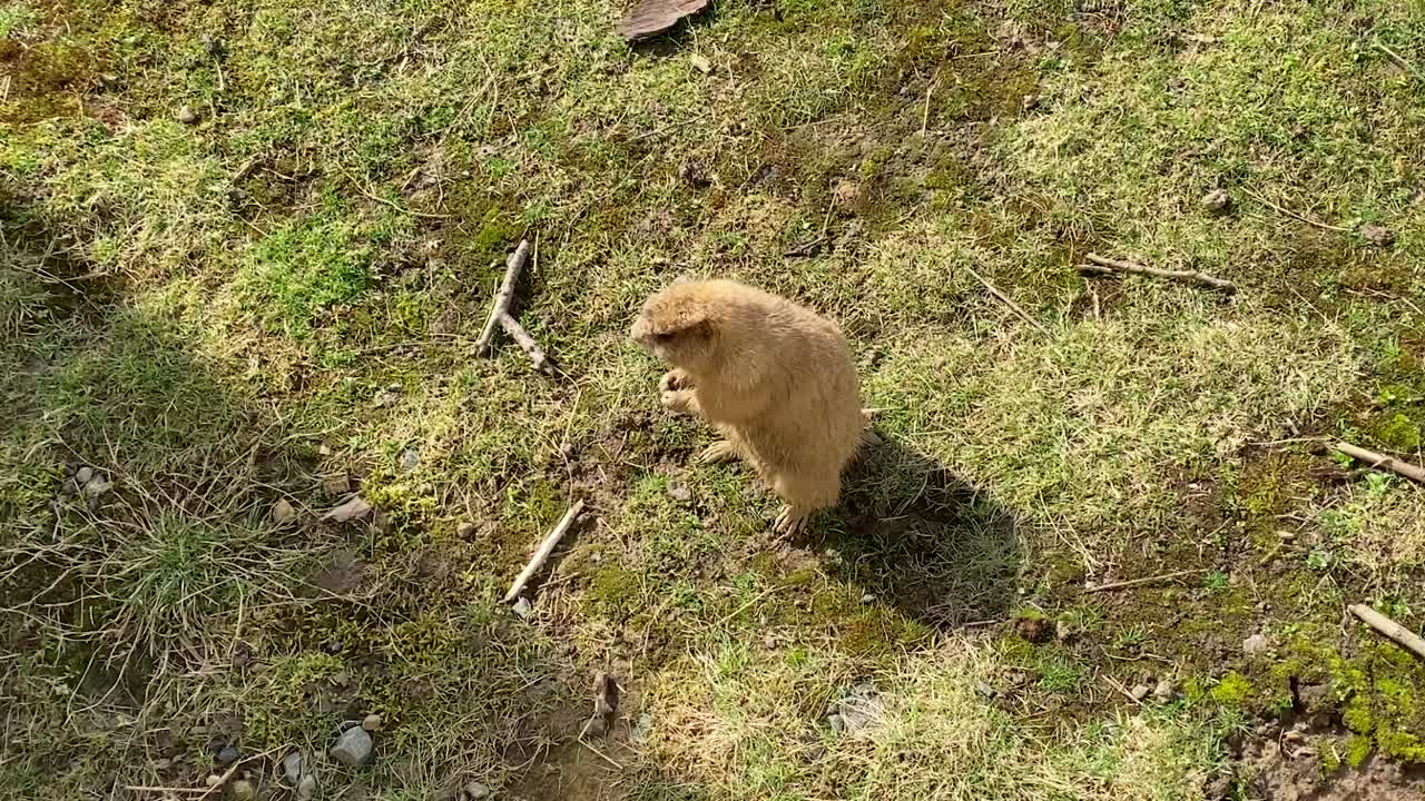 Prairie dog eating fruit in grassy habitat on sunny day