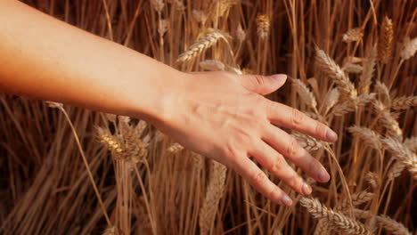 la mano de una mujer en un campo de trigo