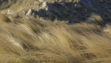 pastizales amarillos en un día de viento en las montañas